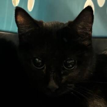 Domestic Short Hair Cats Available for Adoption - Gina | PetCurious