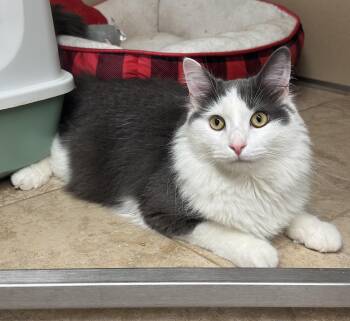 Sterling -  Domestic Medium Hair Cat for Adoption in Kearneysville, West Virginia - Sterling | PetCurious
