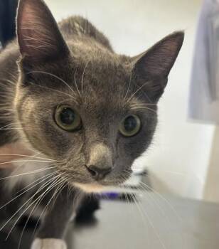 Scarlett -  American Shorthair and Domestic Short Hair Cat for Adoption in Largo, Florida - Scarlett | PetCurious