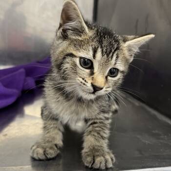 Rescue Domestic Short Hair Cats for Adoption in Parrish, Alabama - Tucker | PetCurious