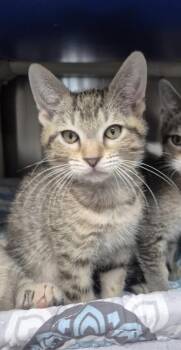 Domestic Short Hair Cats Available for Adoption in Venice, Florida - Meowmosa | PetCurious