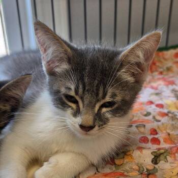 Columbo -  Domestic Short Hair Cat for Adoption in Muncie, Indiana - Columbo | PetCurious