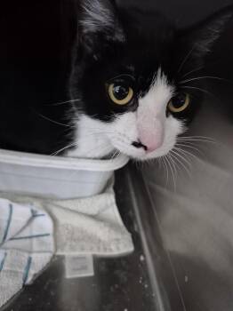 Domestic Short Hair Cats Available for Adoption in Pahrump, Nevada - Lilith | PetCurious