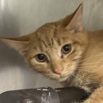 Dr. Finkelstein -  Domestic Short Hair Cat for Adoption in Owosso, Michigan - Dr. Finkelstein | PetCurious
