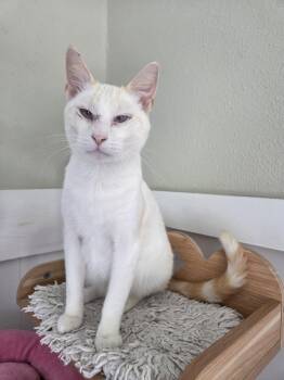 Flame -  Siamese Cat for Adoption in Magnolia Springs, Alabama - Flame | PetCurious