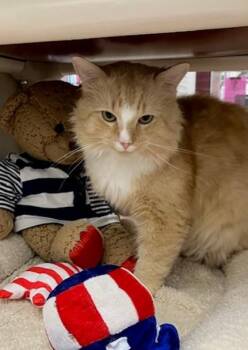 HAROLD -  Domestic Short Hair Cat for Adoption in Springfield, Massachusetts - HAROLD | PetCurious
