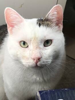 Rescue Domestic Short Hair Cats for Adoption in New York, New York - Casper | PetCurious