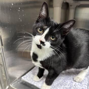 Susan -  Domestic Short Hair Cat for Adoption in Gainesville, Florida - Susan | PetCurious