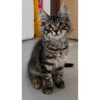 Drill -  Domestic Medium Hair Cat for Adoption in Stoughton, Wisconsin - Drill | PetCurious