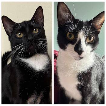 Rescue Domestic Short Hair Cats for Adoption - Noah & Wyle - Prime Time Pals | PetCurious