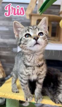 Iris -  Domestic Short Hair Cat for Adoption in Akron, Ohio - Iris | PetCurious