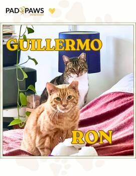 Domestic Short Hair Cats Available for Adoption in Jersey City, New Jersey - Ron And Guillermo | PetCurious