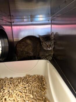 CUDDLESHY -  Domestic Short Hair Cat for Adoption in Killeen, Texas - CUDDLESHY | PetCurious