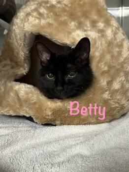Betty -  Domestic Short Hair Cat for Adoption in Crescent City, California - Betty | PetCurious