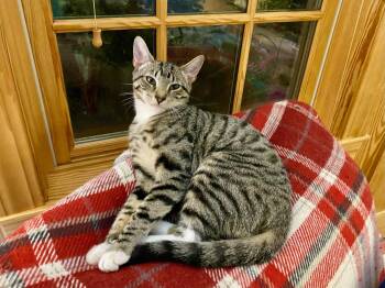 Domestic Short Hair Cats Available for Adoption - Ollie (and Chesnut) | PetCurious