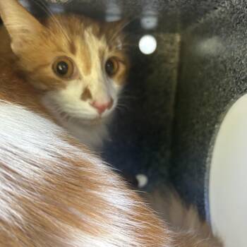 Domestic Long Hair Cats Available for Adoption in Greensboro, North Carolina - Benson Boone | PetCurious