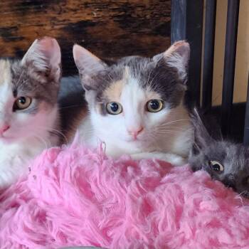 Mary Alice AT2 -  Domestic Short Hair Cat for Adoption in Philadelphia, Pennsylvania - Mary Alice AT2 | PetCurious