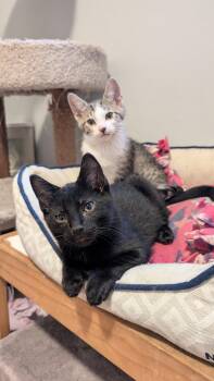Moe -  Domestic Short Hair Cat for Adoption in Wheaton, Illinois - Moe | PetCurious