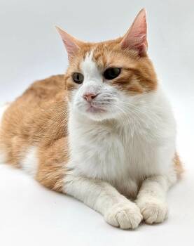 Officer Meow -  Domestic Short Hair Cat for Adoption in Fargo, North Dakota - Officer Meow | PetCurious
