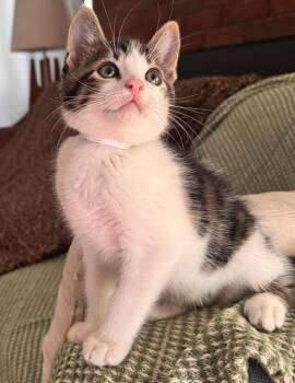 Falkor -  Domestic Medium Hair Cat for Adoption in Ontario, New York - Falkor | PetCurious