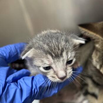 Pumpkin-L kitten -  Domestic Short Hair Cat for Adoption in Ojai, California - Pumpkin-L Kitten | PetCurious