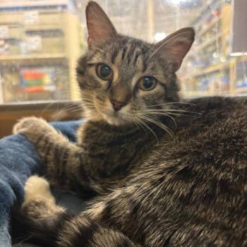 Syra -  Domestic Medium Hair Cat for Adoption in Hopewell, Virginia - Syra | PetCurious