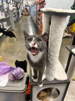 Baggie -  Domestic Short Hair Cat for Adoption in Franklin Township, New Jersey - Baggie | PetCurious