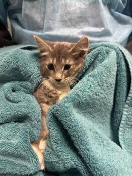 Widow -  Domestic Short Hair Cat for Adoption in Fairfax, Virginia - Widow | PetCurious