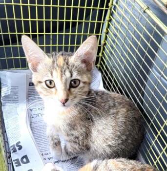 BETTY -  Domestic Short Hair Cat for Adoption in San Antonio, Texas - BETTY | PetCurious