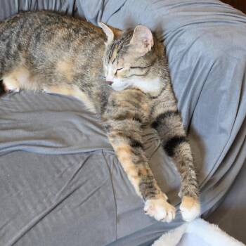 Kota C11535 -  Domestic Short Hair Cat for Adoption - Kota C11535 | PetCurious
