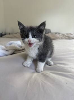 Rescue Domestic Short Hair Cats for Adoption in Oak Park, Michigan - Debrincat | PetCurious