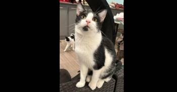 Domestic Short Hair Cats Available for Adoption - Ken | PetCurious