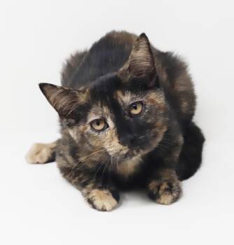 Olive Garden is nothing but amazing - OLD ENOUGH TO GO SOLO and  -  Tortoiseshell Cat for Adoption in Bedford Hills, New York - Olive Garden Is Nothing But Amazing - OLD ENOUGH TO GO SOLO And  | PetCurious