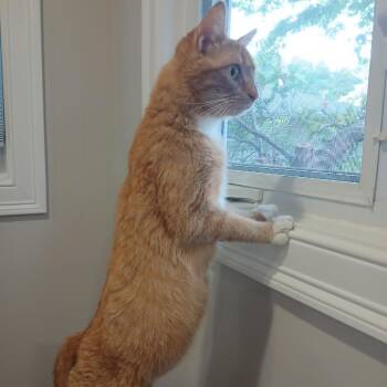 Angela -  Domestic Short Hair Cat for Adoption in Ashland, Massachusetts - Angela | PetCurious