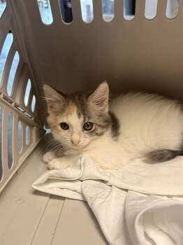 GADZOOKS -  Domestic Short Hair Cat for Adoption in Fort Walton Beach, Florida - GADZOOKS | PetCurious
