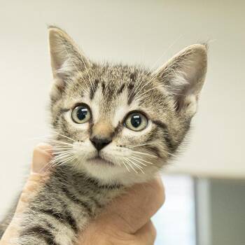 Domestic Short Hair Cats Available for Adoption in Slidell, Louisiana - Teddy | PetCurious