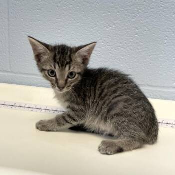 Garden Gnome -  Domestic Short Hair Cat for Adoption in Carencro, Louisiana - Garden Gnome | PetCurious