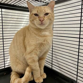 Domestic Short Hair Cats Available for Adoption in Mount Laurel Township, New Jersey - Ramona (and Beezus) | PetCurious