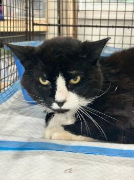 Rescue Domestic Short Hair Cats for Adoption in Westbury, New York - Harry Hempstead | PetCurious