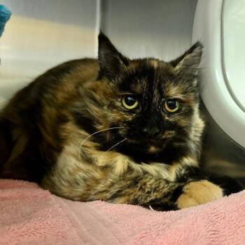 Little Momma -  Domestic Medium Hair Cat for Adoption in York, Pennsylvania - Little Momma | PetCurious