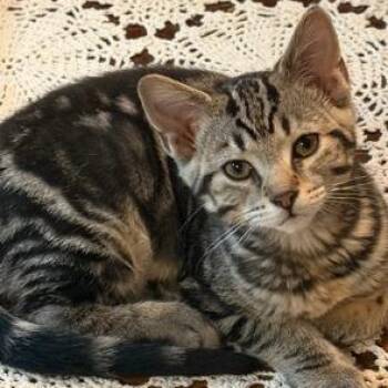 Maui -  Tabby Cat for Adoption in Midland, Michigan - Maui | PetCurious