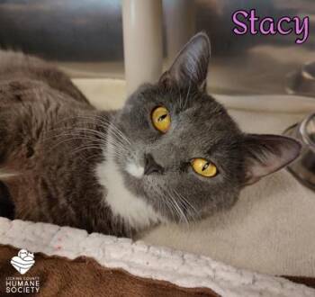 Stacy -  Domestic Short Hair Cat for Adoption in Heath, Ohio - Stacy | PetCurious