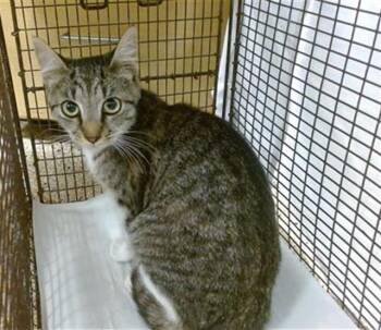 Domestic Short Hair Cats Available for Adoption in Doral, Florida - SIGGY | PetCurious
