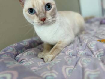 Angelica -  Siamese and Extra Toes Cat Hemingway Polydactyl Cat for Adoption in Deltona, Florida - Angelica | PetCurious