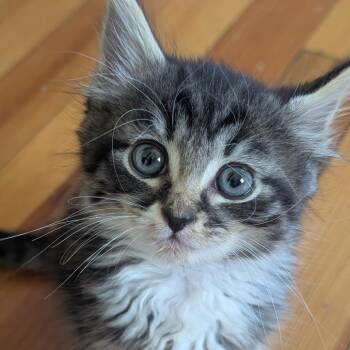 Willow -  Domestic Medium Hair Cat for Adoption in Baltimore, Maryland - Willow | PetCurious
