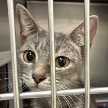 Domestic Short Hair Cats Available for Adoption in Goleta, California - Miranda | PetCurious