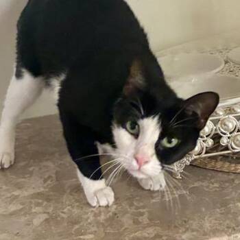 Cookie -  Tuxedo Cat for Adoption in Glen Rock, New Jersey - Cookie | PetCurious