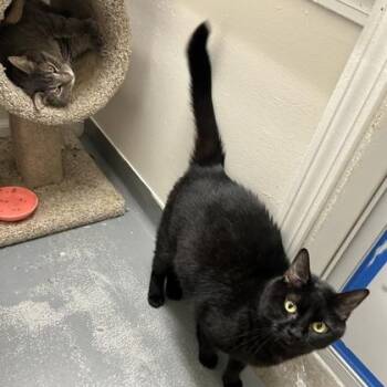 Zorro -  Domestic Short Hair Cat for Adoption in Worcester, Massachusetts - Zorro | PetCurious