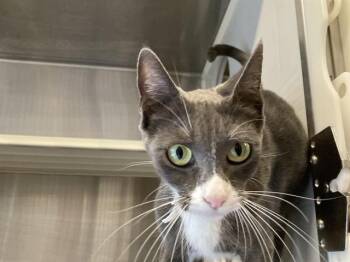 MAYLEEN -  Domestic Short Hair Cat for Adoption in Tustin, California - MAYLEEN | PetCurious