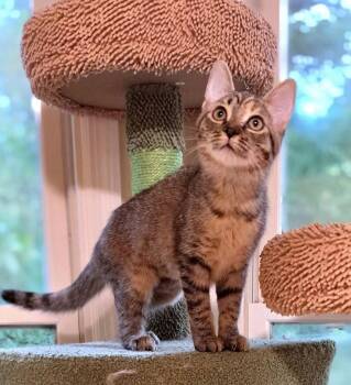 Triscuit -  American Shorthair Cat for Adoption in Greenville, South Carolina - Triscuit | PetCurious